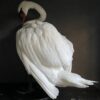 Taxidermy stuffed mute swan