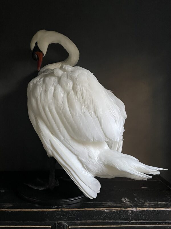 Taxidermy stuffed mute swan