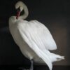 Taxidermy stuffed mute swan