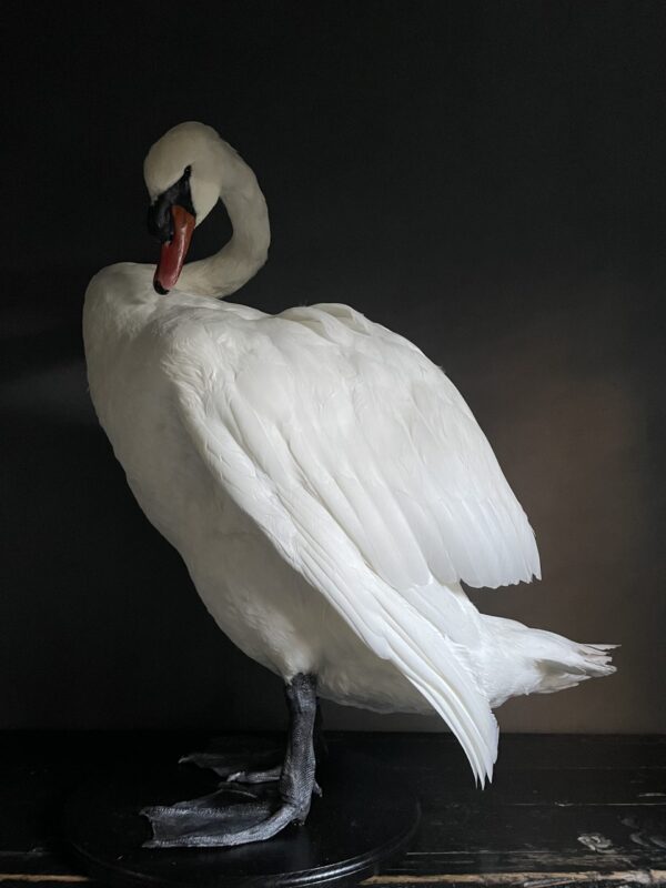 Taxidermy stuffed mute swan