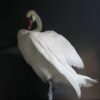 Taxidermy stuffed mute swan