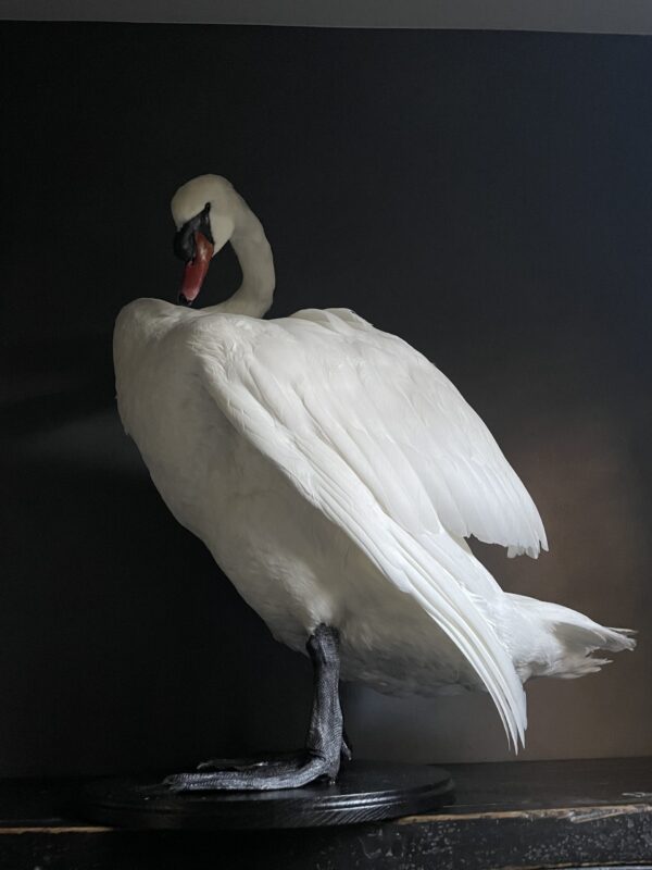 Taxidermy stuffed mute swan