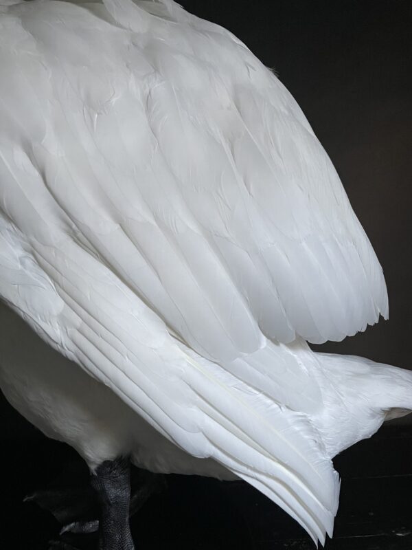 Taxidermy stuffed mute swan