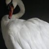 Taxidermy stuffed mute swan