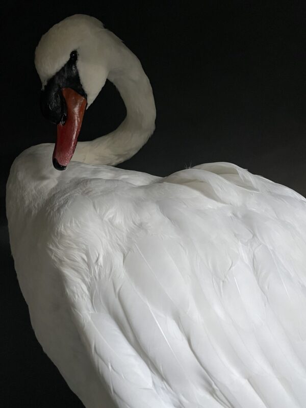 Taxidermy stuffed mute swan