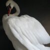 Taxidermy stuffed mute swan