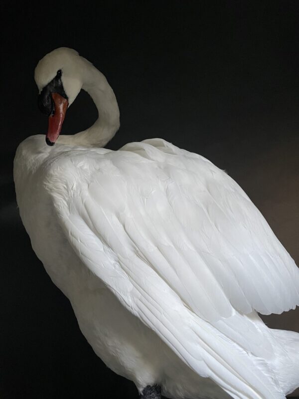 Taxidermy stuffed mute swan