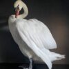 Taxidermy stuffed mute swan