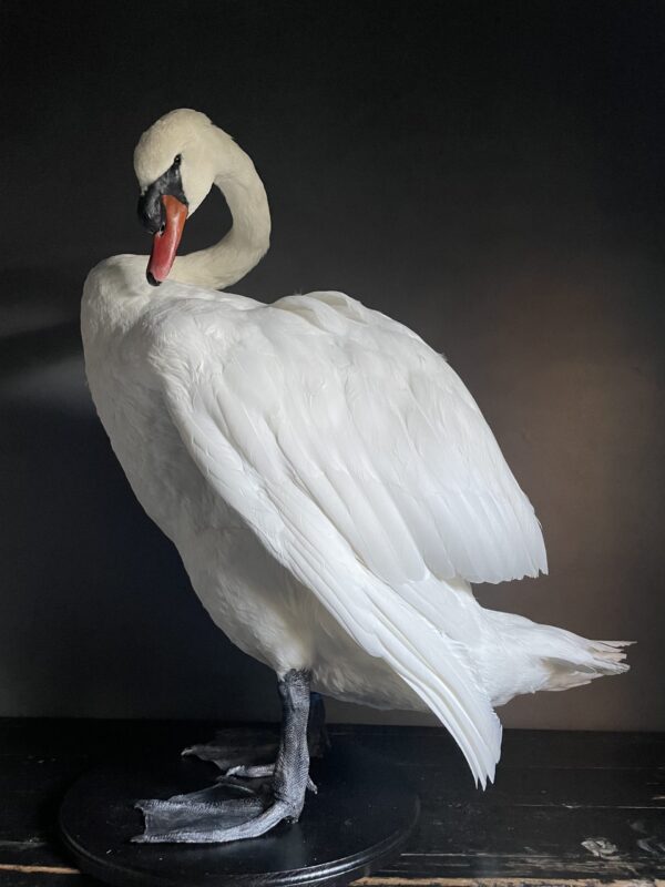 Taxidermy stuffed mute swan