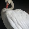 Taxidermy stuffed mute swan