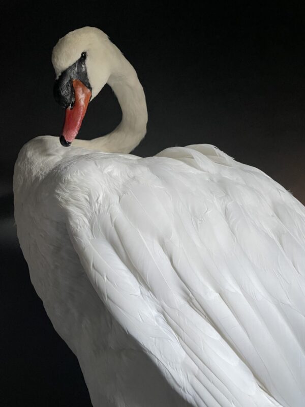 Taxidermy stuffed mute swan