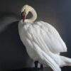 Taxidermy stuffed mute swan