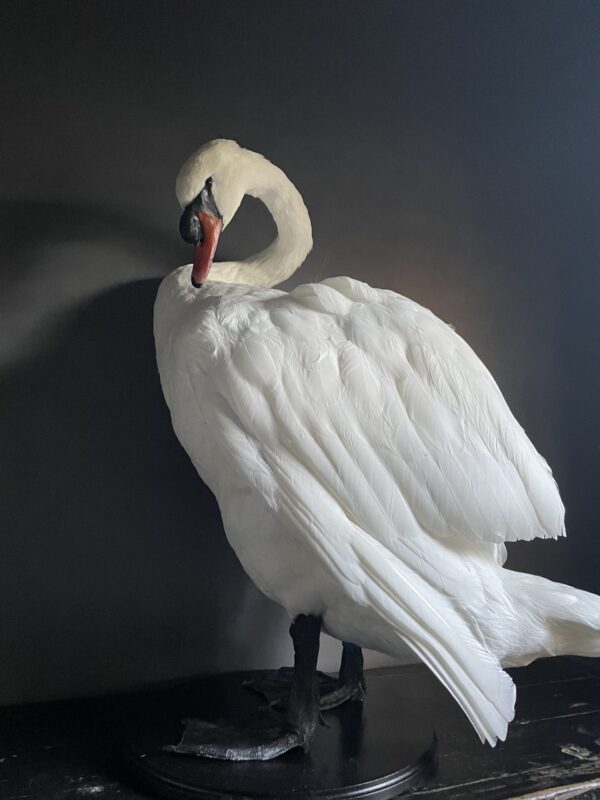 Taxidermy stuffed mute swan