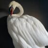 Taxidermy stuffed mute swan