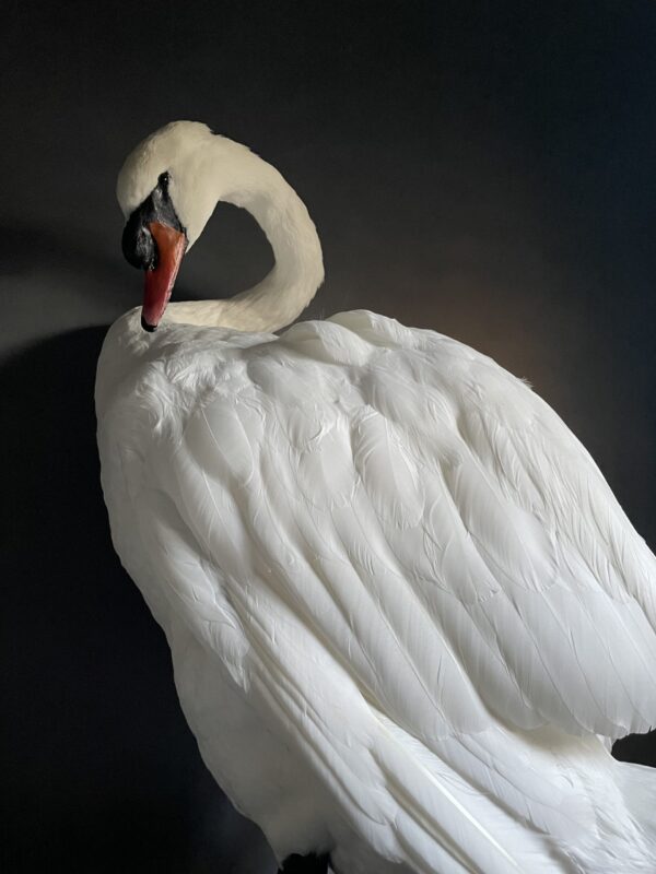 Taxidermy stuffed mute swan