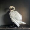 Taxidermy stuffed mute swan