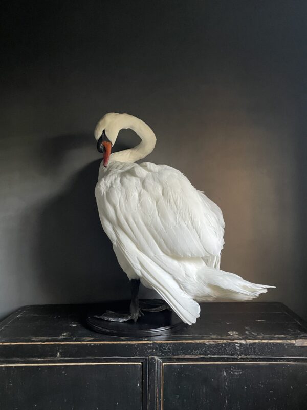 Taxidermy stuffed mute swan