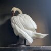 Taxidermy stuffed mute swan