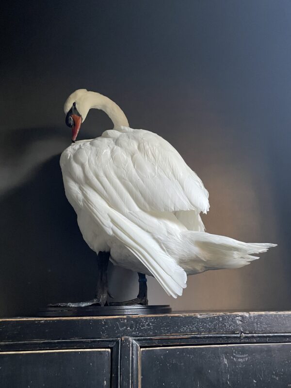 Taxidermy stuffed mute swan