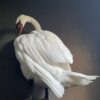 Taxidermy stuffed mute swan