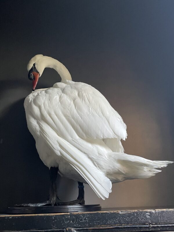 Taxidermy stuffed mute swan