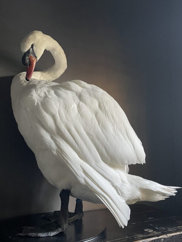 Taxidermy stuffed mute swan