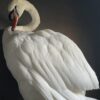 Taxidermy stuffed mute swan