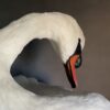 Taxidermy stuffed mute swan