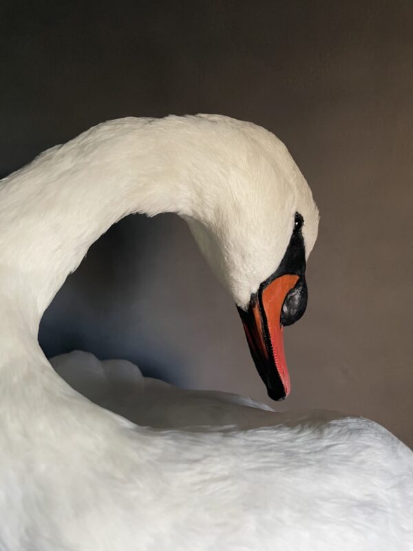 Taxidermy stuffed mute swan