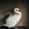 Taxidermy stuffed mute swan