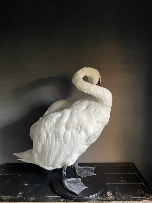 Taxidermy stuffed mute swan