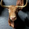 Round antler chandelier of red deer antlers