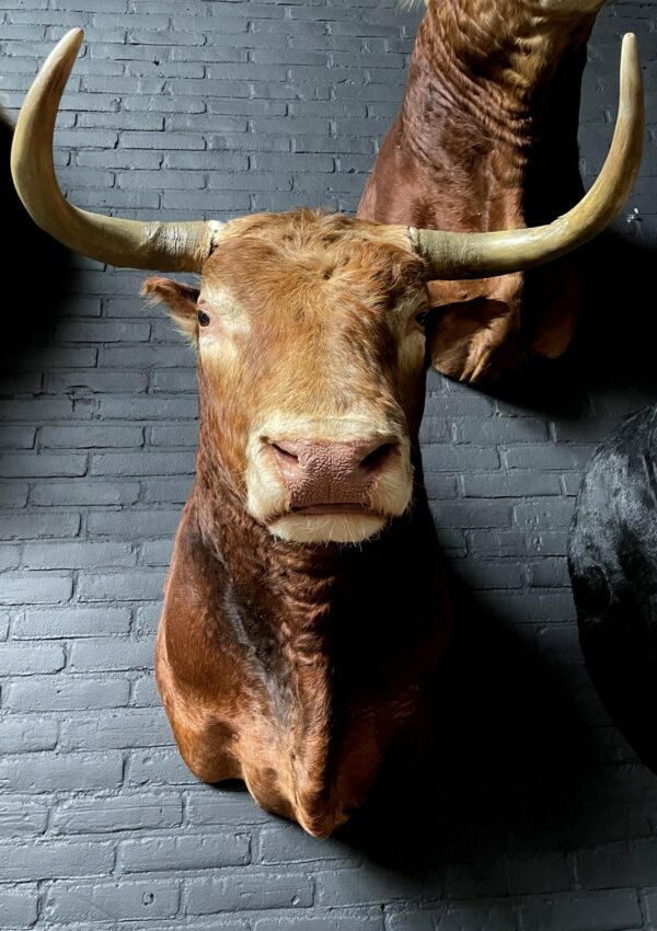 Impressive stuffed bull's head
