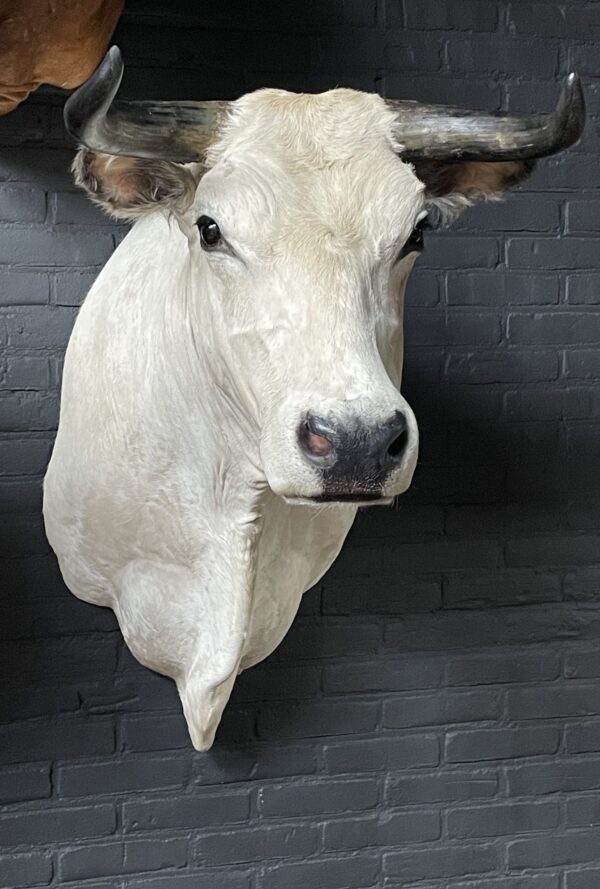 Stylish stuffed Piedmontese bulls head