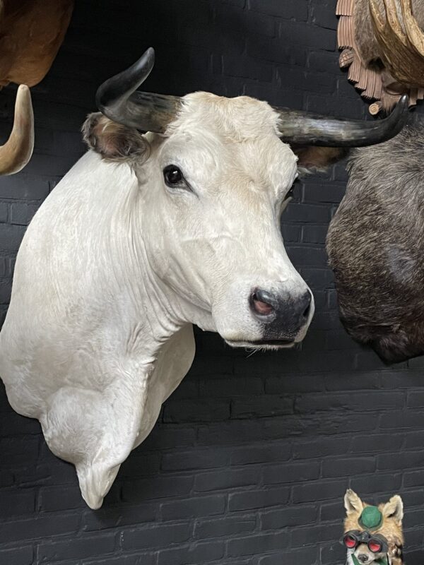 Stylish stuffed Piedmontese bulls head