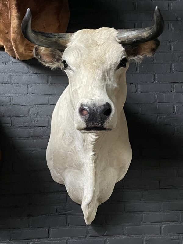 Stylish stuffed Piedmontese bulls head