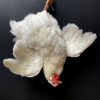 Taxidermy chicken still life