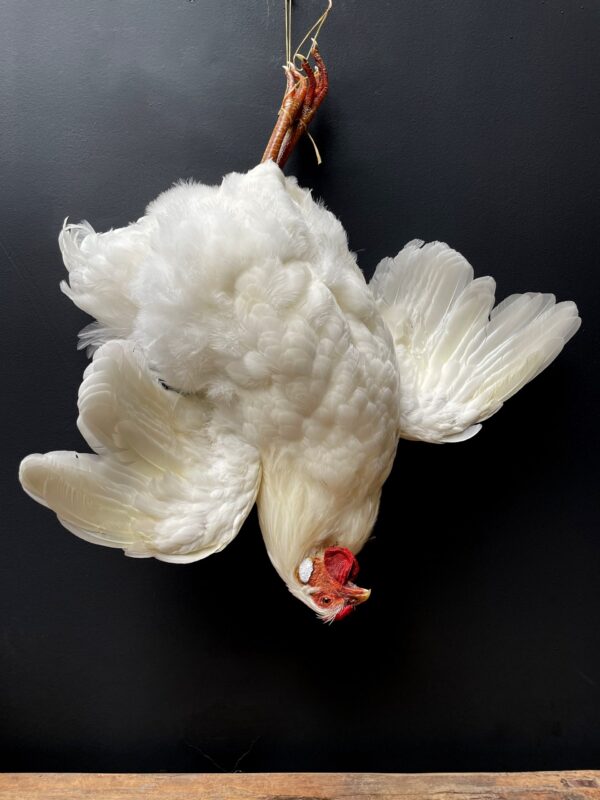 Taxidermy chicken still life