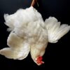 Taxidermy chicken still life