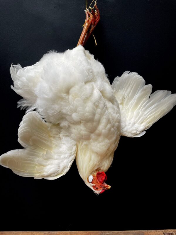 Taxidermy chicken still life