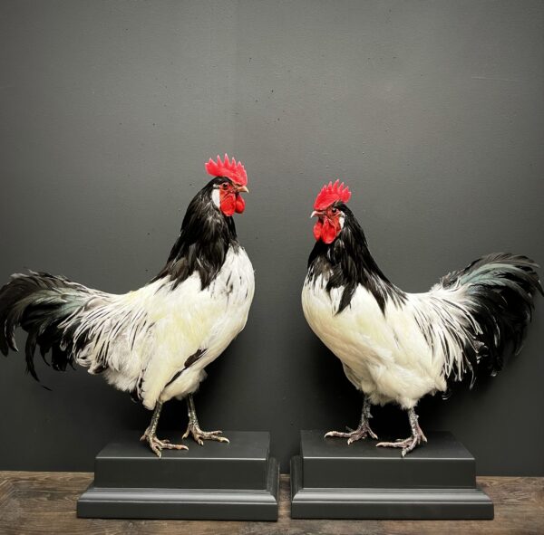 Mounted Lakenvelder rooster on black pedestal