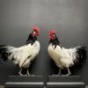 Mounted Lakenvelder rooster on black pedestal