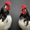 Mounted Lakenvelder rooster on black pedestal