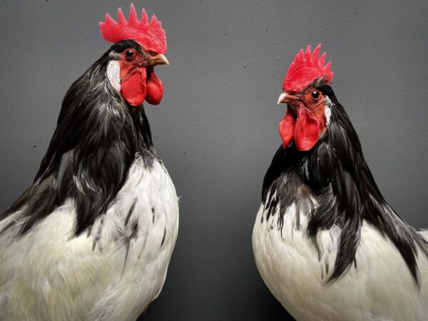 Mounted Lakenvelder rooster on black pedestal