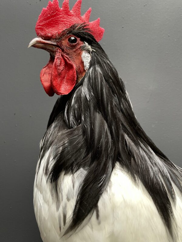 Mounted Lakenvelder rooster on black pedestal