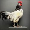 Mounted Lakenvelder rooster on black pedestal