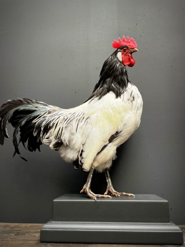 Mounted Lakenvelder rooster on black pedestal