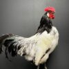 Mounted Lakenvelder rooster on black pedestal