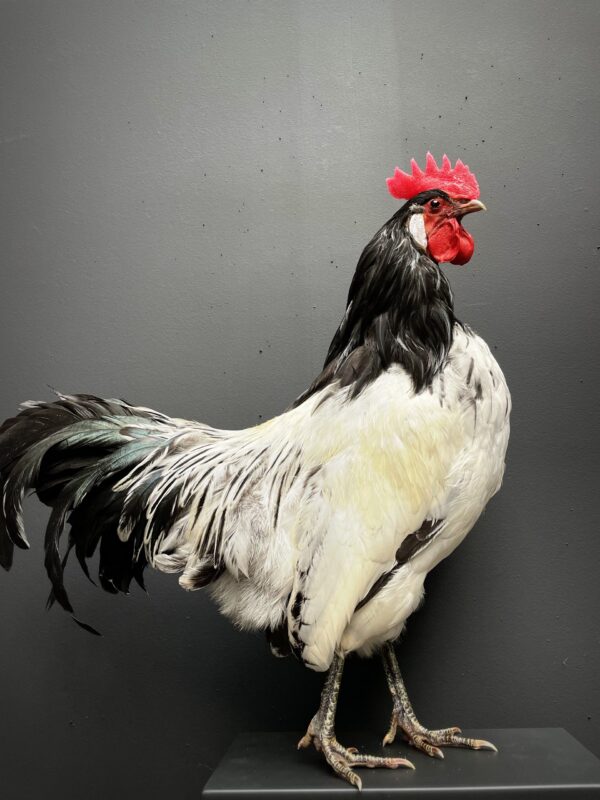 Mounted Lakenvelder rooster on black pedestal