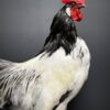 Mounted Lakenvelder rooster on black pedestal